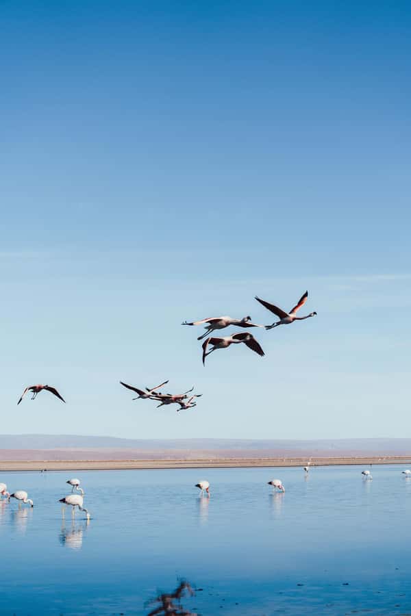 Triple tour: Red stones, highland lagoons and Chaxa Lagoon - Shared transport, comfort, and the long road home