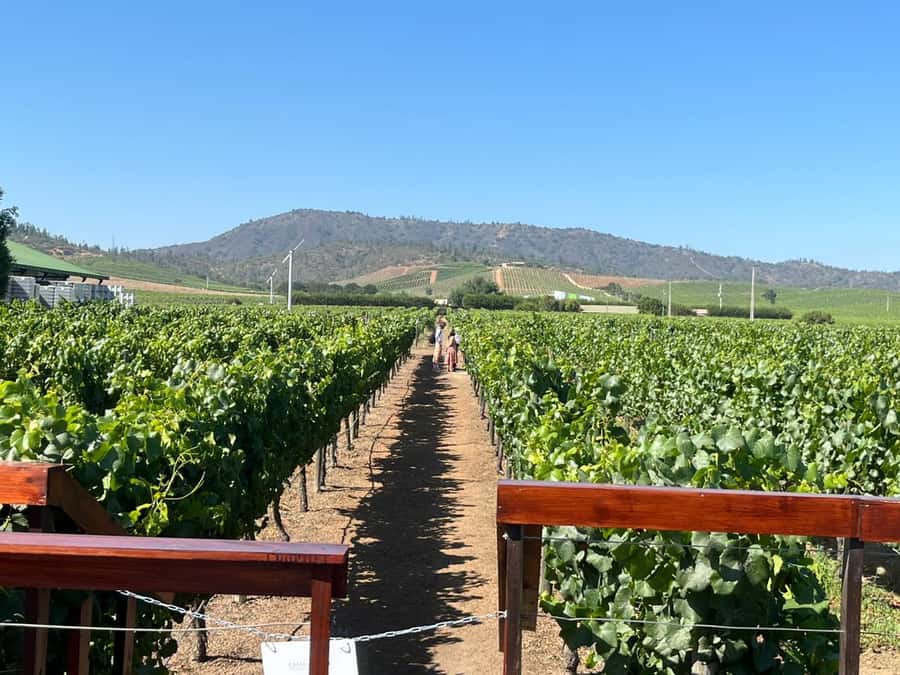 Valparaíso to Casablanca: wine tour with premium tasting and transportation - A 30-minute look at winemaking