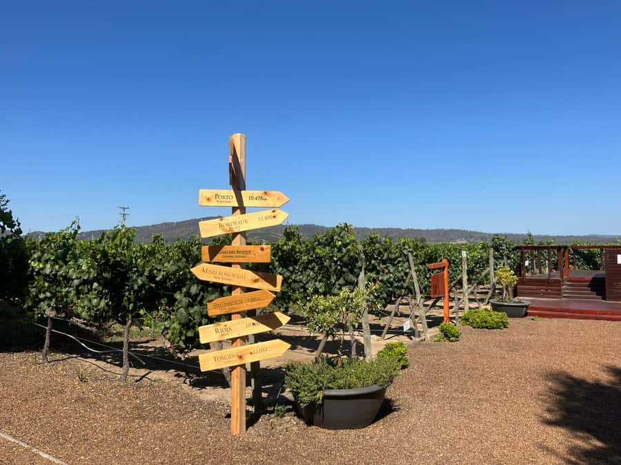 Valparaíso to Casablanca: wine tour with premium tasting and transportation - Choosing your Casablanca vineyard