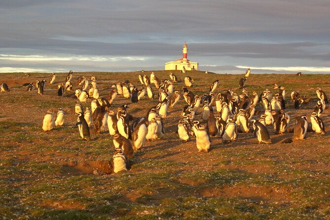 Walk alongside Penguins on Magdalene Island and navigate Marta Island - Getting From Punta Arenas to the Penguins