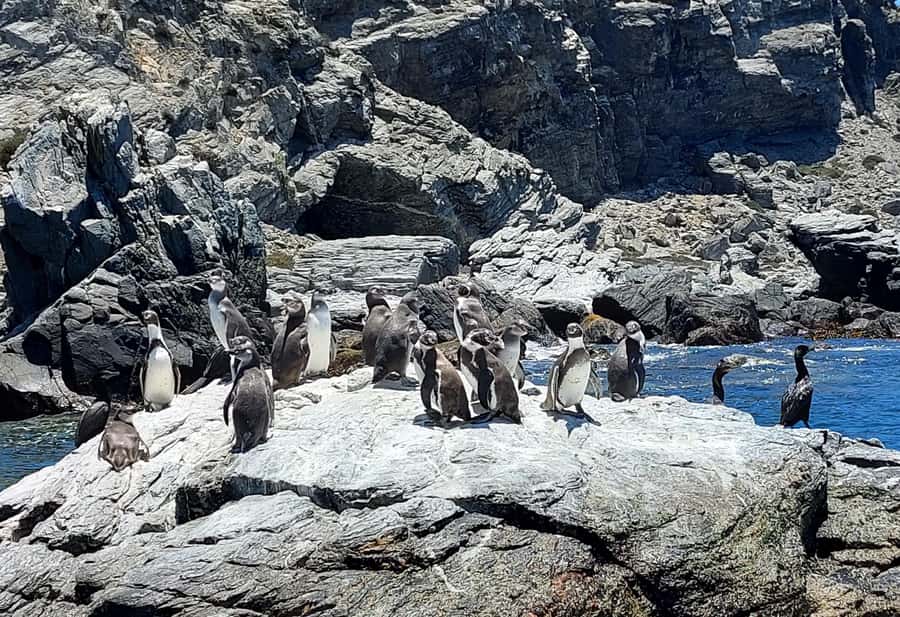 Whales & Humboldt Penguins: Chañaral or Damas island hiking - Key points before you book