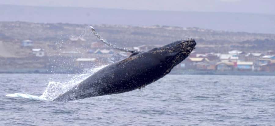 Whales & Humboldt Penguins: Chañaral or Damas island hiking - From La Serena to the far edge of the green north