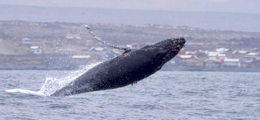 Whales & Humboldt Penguins: Chañaral or Damas island hiking - Choros Island: wildlife from the boat