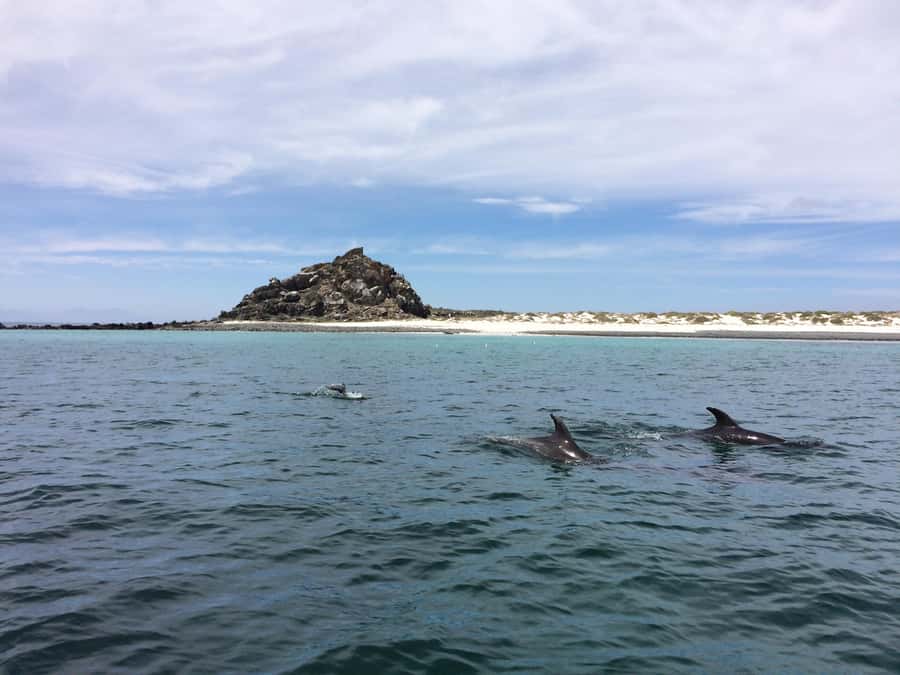 Whales & Humboldt Penguins: Chañaral or Damas island hiking - Los Choros lunch and the return road